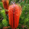 m_banksia_3.jpg