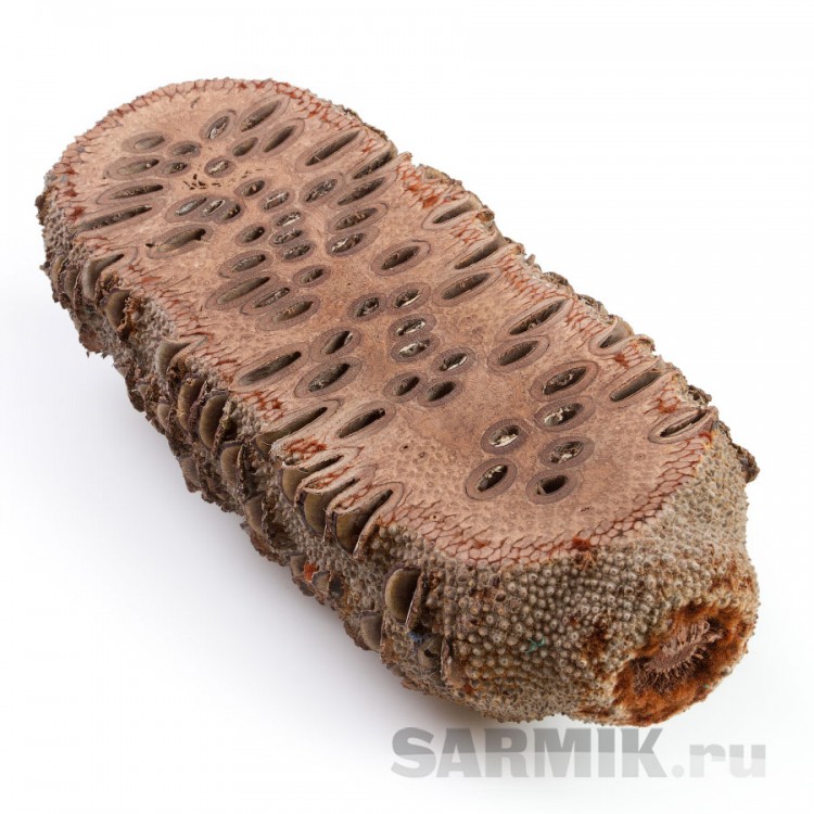 Банксия, шишка, размер L