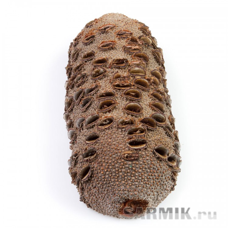 Банксия, шишка, размер L