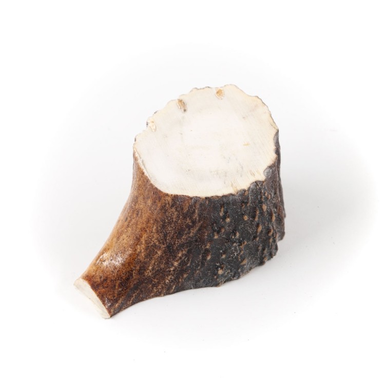 Рог лося, гарда малая